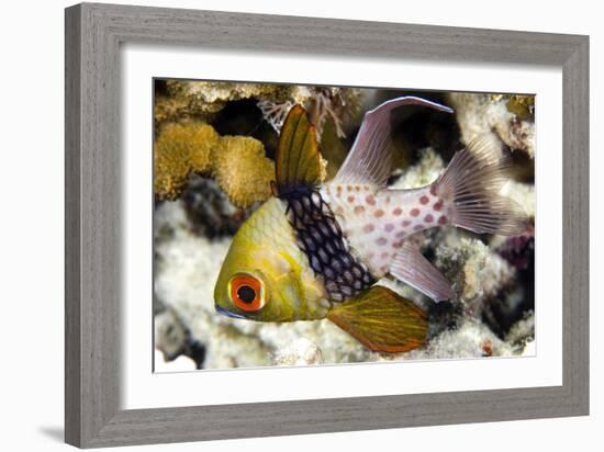 Pajama Cardinalfish-Matthew Oldfield-Framed Photographic Print