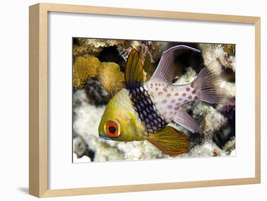 Pajama Cardinalfish-Matthew Oldfield-Framed Photographic Print