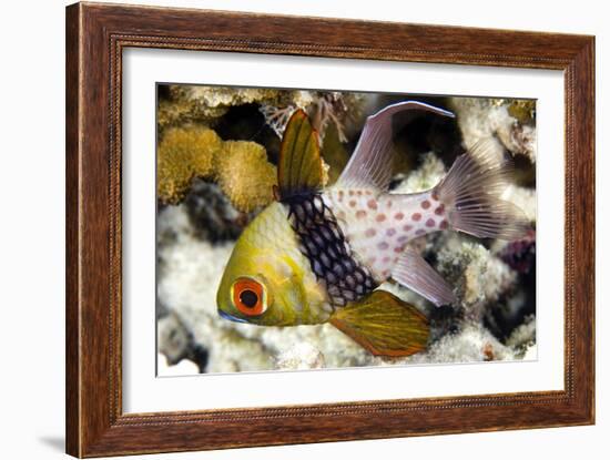 Pajama Cardinalfish-Matthew Oldfield-Framed Photographic Print