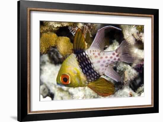 Pajama Cardinalfish-Matthew Oldfield-Framed Photographic Print