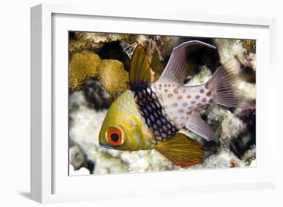 Pajama Cardinalfish-Matthew Oldfield-Framed Photographic Print