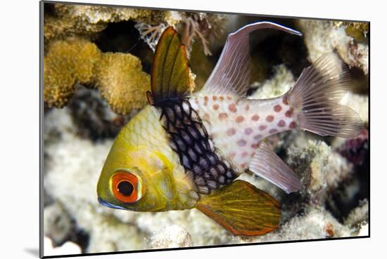 Pajama Cardinalfish-Matthew Oldfield-Mounted Photographic Print