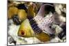 Pajama Cardinalfish-Matthew Oldfield-Mounted Photographic Print