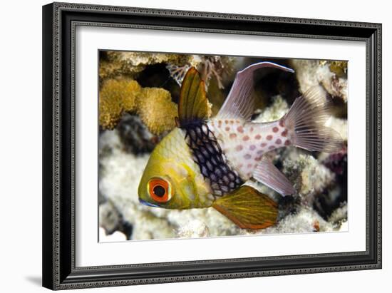 Pajama Cardinalfish-Matthew Oldfield-Framed Photographic Print