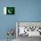 Pakistan Flag Design with Wood Patterning - Flags of the World Series-Philippe Hugonnard-Premium Giclee Print displayed on a wall