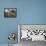 Pakistan Folk Dancers Perform; Owner Sits with His Camel, Annual Festival Horse and Cattle Show-null-Framed Premier Image Canvas displayed on a wall