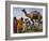 Pakistan Folk Dancers Perform; Owner Sits with His Camel, Annual Festival Horse and Cattle Show-null-Framed Photographic Print