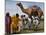 Pakistan Folk Dancers Perform; Owner Sits with His Camel, Annual Festival Horse and Cattle Show-null-Mounted Photographic Print