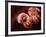 Pakistani Girl Displays Her Hands Painted with Henna Paste-null-Framed Photographic Print