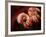 Pakistani Girl Displays Her Hands Painted with Henna Paste-null-Framed Photographic Print