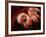 Pakistani Girl Displays Her Hands Painted with Henna Paste-null-Framed Photographic Print