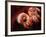 Pakistani Girl Displays Her Hands Painted with Henna Paste-null-Framed Photographic Print