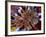 Pakistani Girls Display their Hands Decorated with Mehndi or Henna-null-Framed Photographic Print