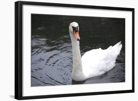 Palace of Fine Arts, Marina District, San Francisco, California-Anna Miller-Framed Photographic Print