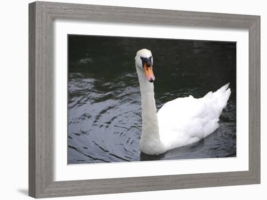 Palace of Fine Arts, Marina District, San Francisco, California-Anna Miller-Framed Photographic Print