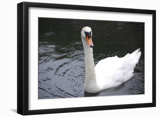 Palace of Fine Arts, Marina District, San Francisco, California-Anna Miller-Framed Photographic Print