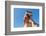 Palace of Minos, restored north entrance, ancient city of Knossos, Iraklion, Crete, Greek Islands-Markus Lange-Framed Photographic Print