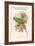 Palaeornis Caniceps - Grey-Headed Parakeet-John Gould-Framed Art Print