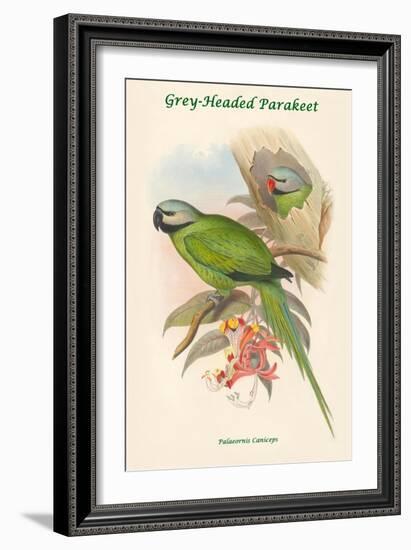 Palaeornis Caniceps - Grey-Headed Parakeet-John Gould-Framed Art Print