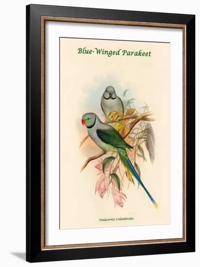 Palaeornis Columboides - Blue-Winged Parakeet-John Gould-Framed Art Print