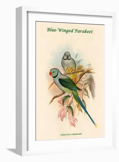 Palaeornis Columboides - Blue-Winged Parakeet-John Gould-Framed Art Print