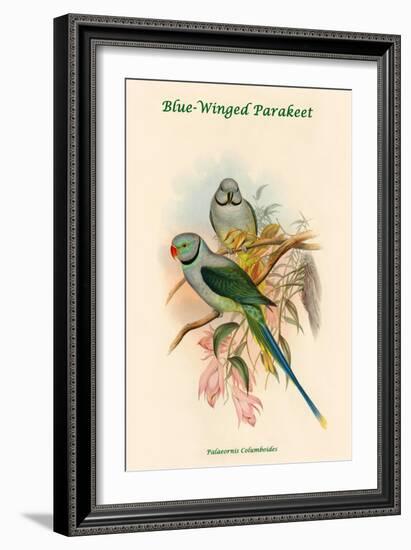 Palaeornis Columboides - Blue-Winged Parakeet-John Gould-Framed Art Print