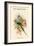 Palaeornis Columboides - Blue-Winged Parakeet-John Gould-Framed Art Print