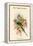 Palaeornis Columboides - Blue-Winged Parakeet-John Gould-Framed Stretched Canvas