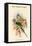 Palaeornis Columboides - Blue-Winged Parakeet-John Gould-Framed Stretched Canvas