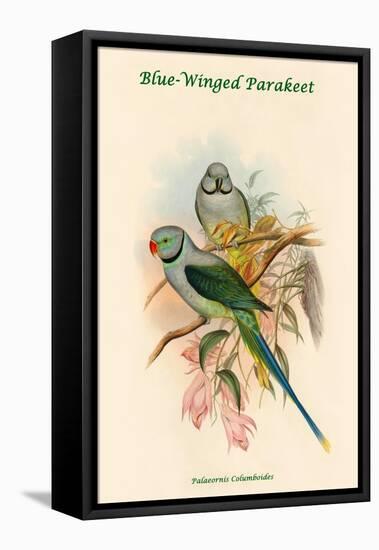 Palaeornis Columboides - Blue-Winged Parakeet-John Gould-Framed Stretched Canvas