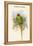 Palaeornis Nicobaricus - Nicobar Parakeet-John Gould-Framed Stretched Canvas