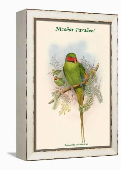 Palaeornis Nicobaricus - Nicobar Parakeet-John Gould-Framed Stretched Canvas