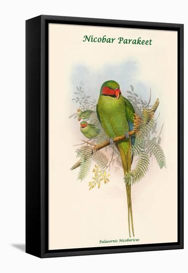 Palaeornis Nicobaricus - Nicobar Parakeet-John Gould-Framed Stretched Canvas