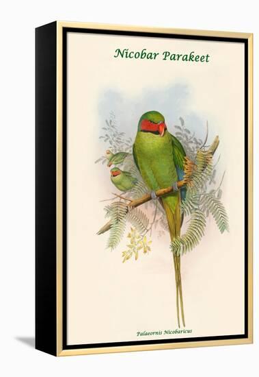 Palaeornis Nicobaricus - Nicobar Parakeet-John Gould-Framed Stretched Canvas