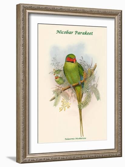 Palaeornis Nicobaricus - Nicobar Parakeet-John Gould-Framed Art Print