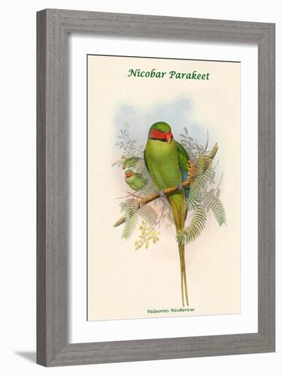 Palaeornis Nicobaricus - Nicobar Parakeet-John Gould-Framed Art Print