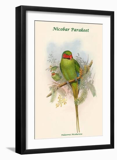 Palaeornis Nicobaricus - Nicobar Parakeet-John Gould-Framed Art Print