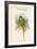 Palaeornis Nicobaricus - Nicobar Parakeet-John Gould-Framed Art Print