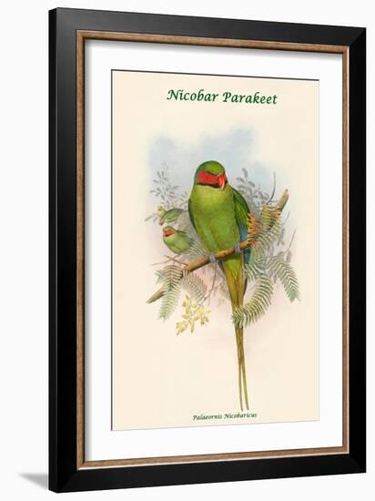 Palaeornis Nicobaricus - Nicobar Parakeet-John Gould-Framed Art Print