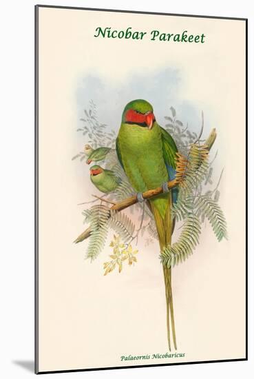 Palaeornis Nicobaricus - Nicobar Parakeet-John Gould-Mounted Art Print
