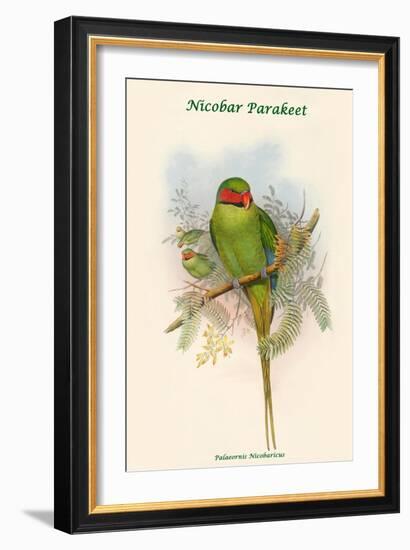 Palaeornis Nicobaricus - Nicobar Parakeet-John Gould-Framed Art Print