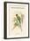 Palaeornis Rosa - Blossom-Headed Parakeet-John Gould-Framed Art Print