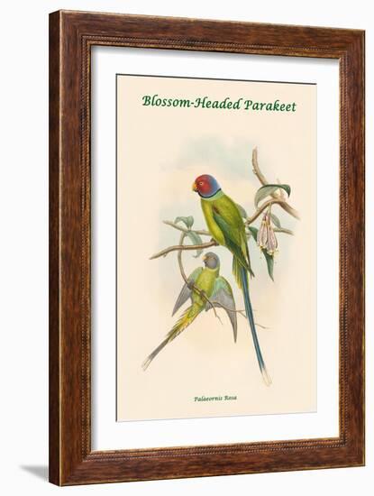 Palaeornis Rosa - Blossom-Headed Parakeet-John Gould-Framed Art Print