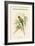 Palaeornis Rosa - Blossom-Headed Parakeet-John Gould-Framed Art Print