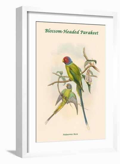 Palaeornis Rosa - Blossom-Headed Parakeet-John Gould-Framed Art Print