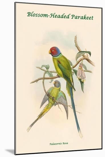 Palaeornis Rosa - Blossom-Headed Parakeet-John Gould-Mounted Art Print