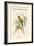 Palaeornis Rosa - Blossom-Headed Parakeet-John Gould-Framed Art Print