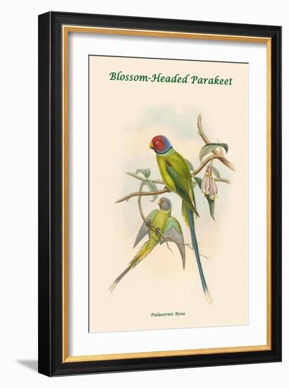 Palaeornis Rosa - Blossom-Headed Parakeet-John Gould-Framed Art Print