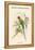 Palaeornis Rosa - Blossom-Headed Parakeet-John Gould-Framed Stretched Canvas