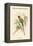 Palaeornis Rosa - Blossom-Headed Parakeet-John Gould-Framed Stretched Canvas